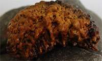 45 mm one mukhi